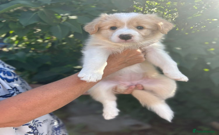 Border Collie dogs for sale - Advert 1