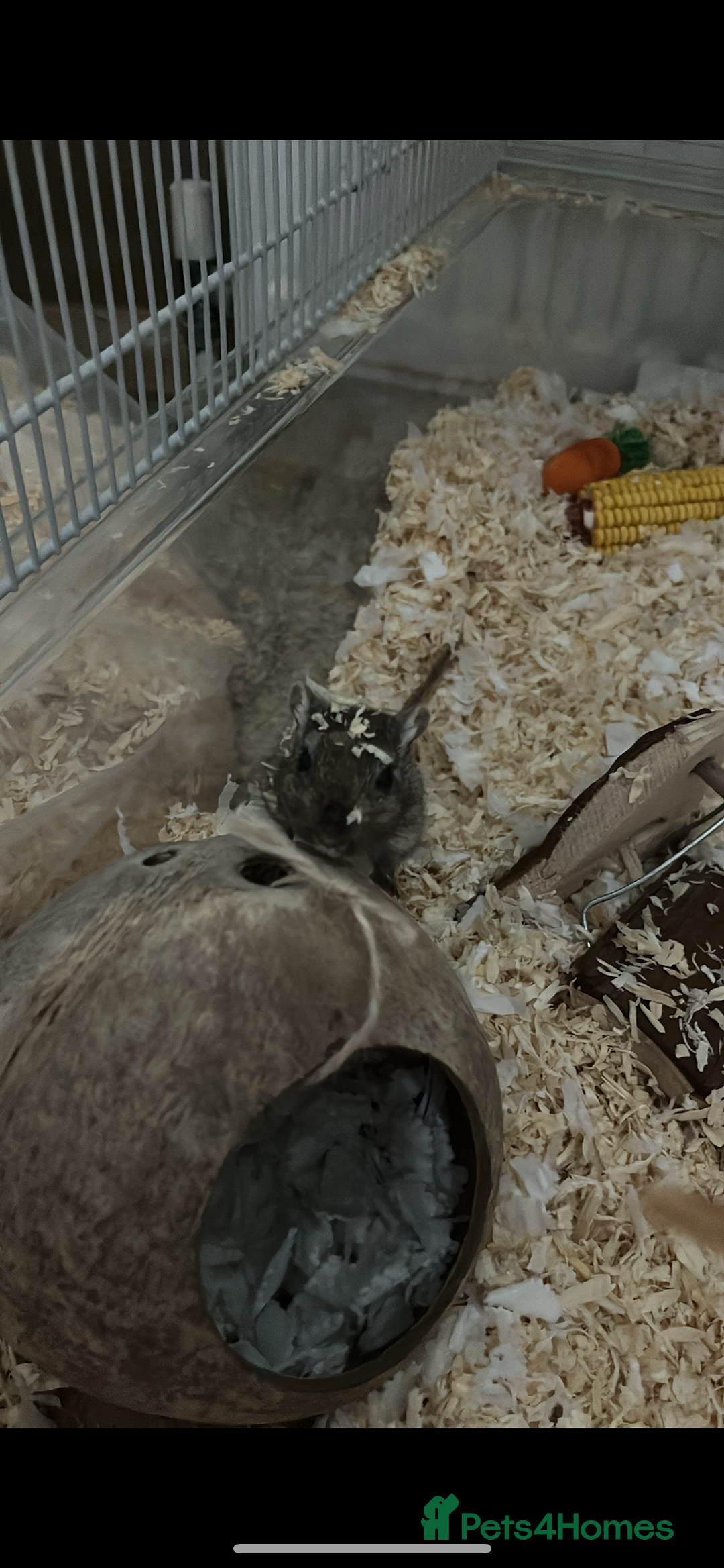 Gerbil rodents for sale: X2 female gerbils  - Advert 3