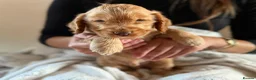 Cocker Spaniel dogs for sale: (2 left) KC show type cocker spaniel puppies - Advert 13