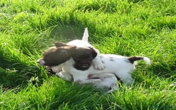English Springer Spaniel dogs for sale: Gorgeous English Springer Spaniel Puppies - Image 8