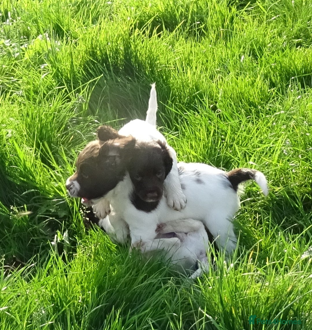 English Springer Spaniel dogs for sale: Gorgeous English Springer Spaniel Puppies - Image 8