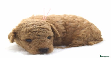 Cavapoo dogs - Advert 4