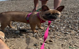 French Bulldog dogs for sale: Beautiful adult female Frenchie - Image 9