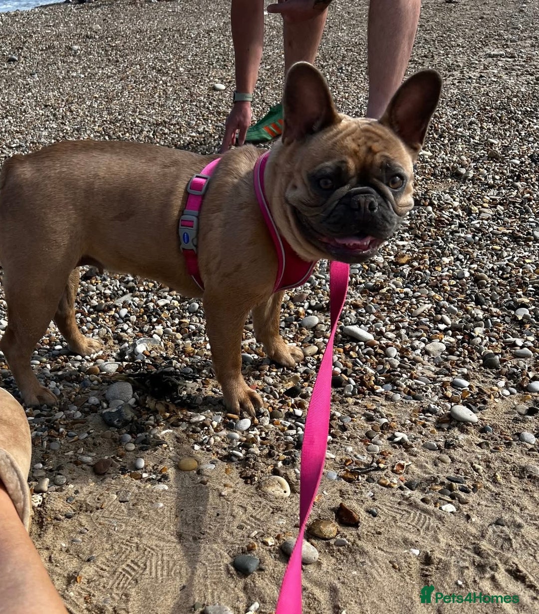 French Bulldog dogs for sale: Beautiful adult female Frenchie - Image 9
