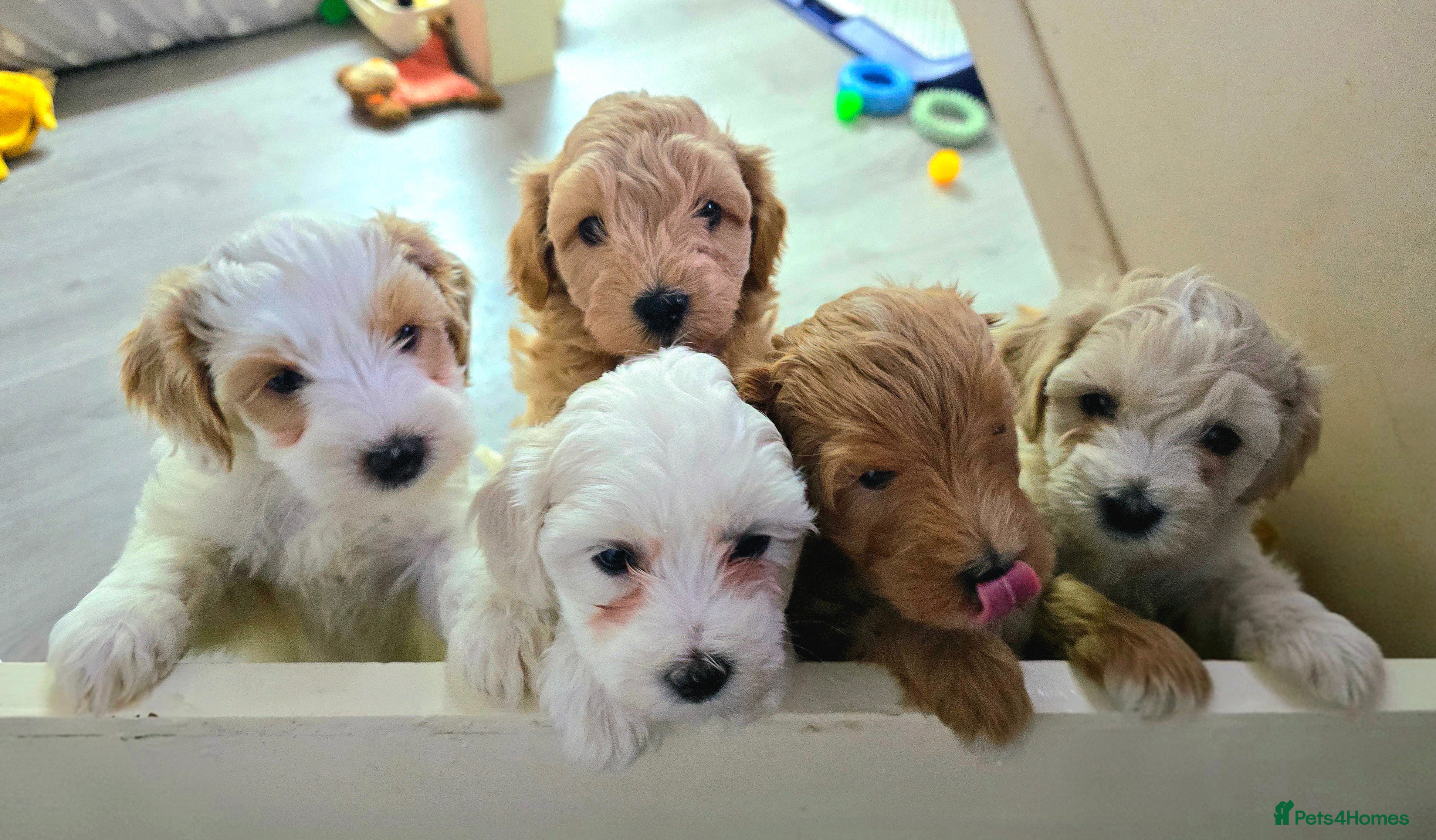 Maltipoo dogs Maltipoo Puppies with Confirmed Parentage - Advert 13