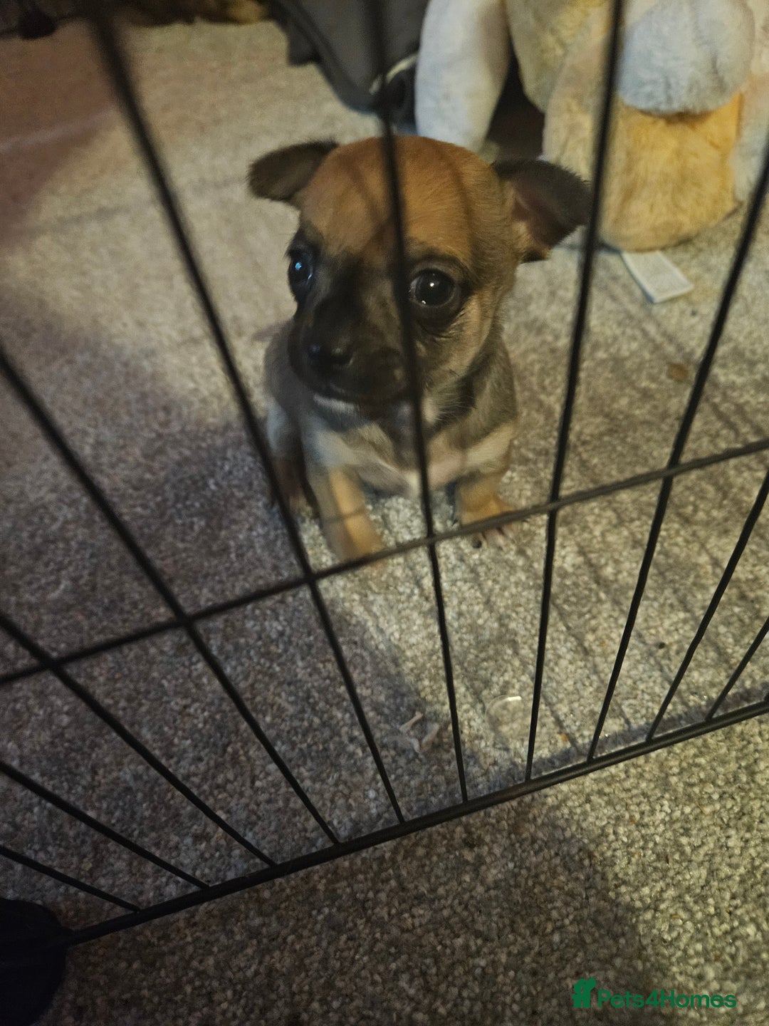 Chihuahua dogs for sale: 2x 13 old week beautiful Chihuahua Pups for sale  - Advert 26