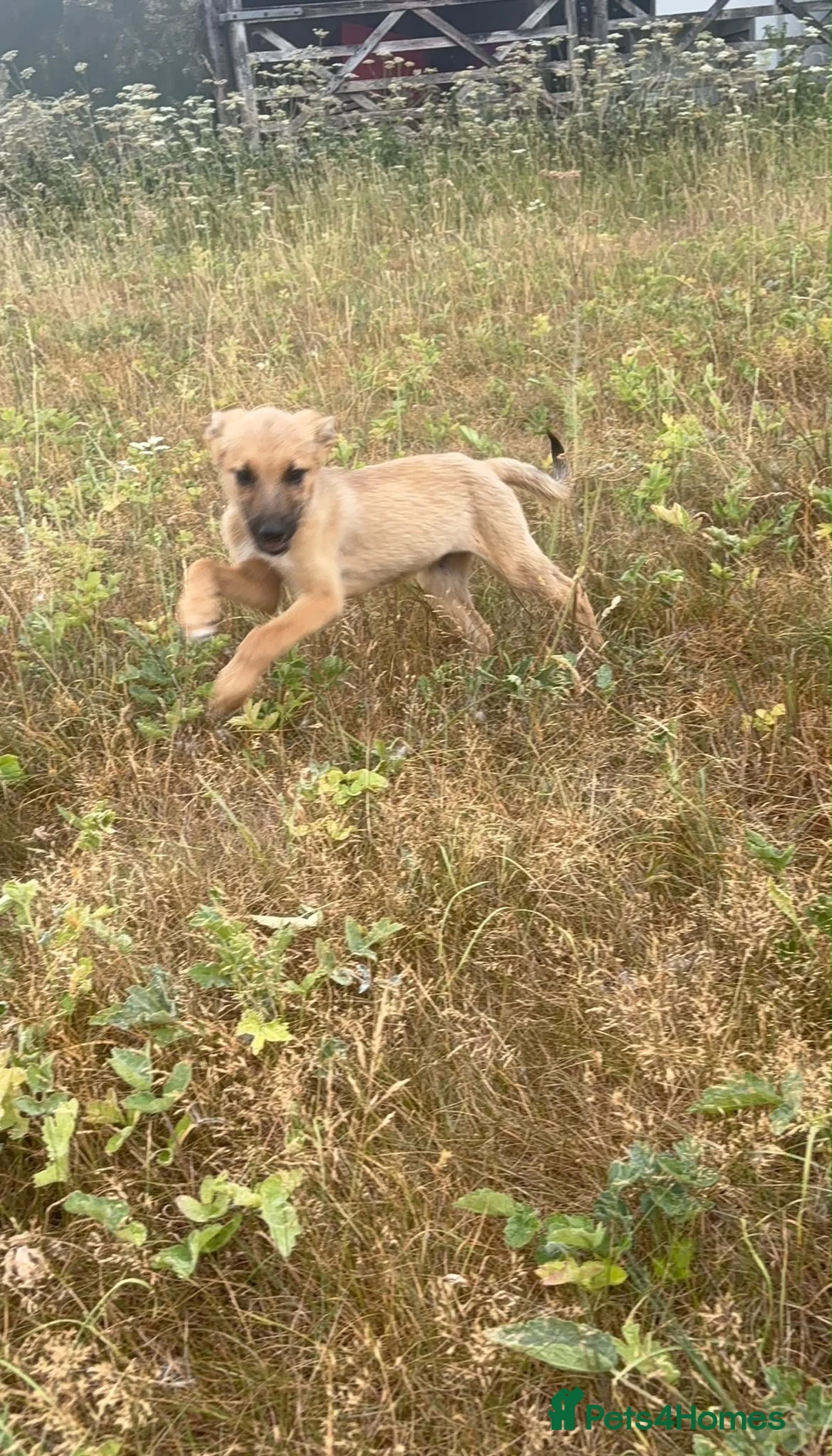 Mixed Breed dogs for sale: Beautiful Collie × German Shepherd  Puppies - Advert 7