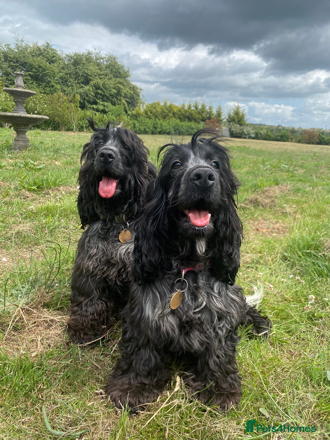 Cocker Spaniel dogs for sale: ‼️ ATTENTION PLEASE ‼️ - Advert 12