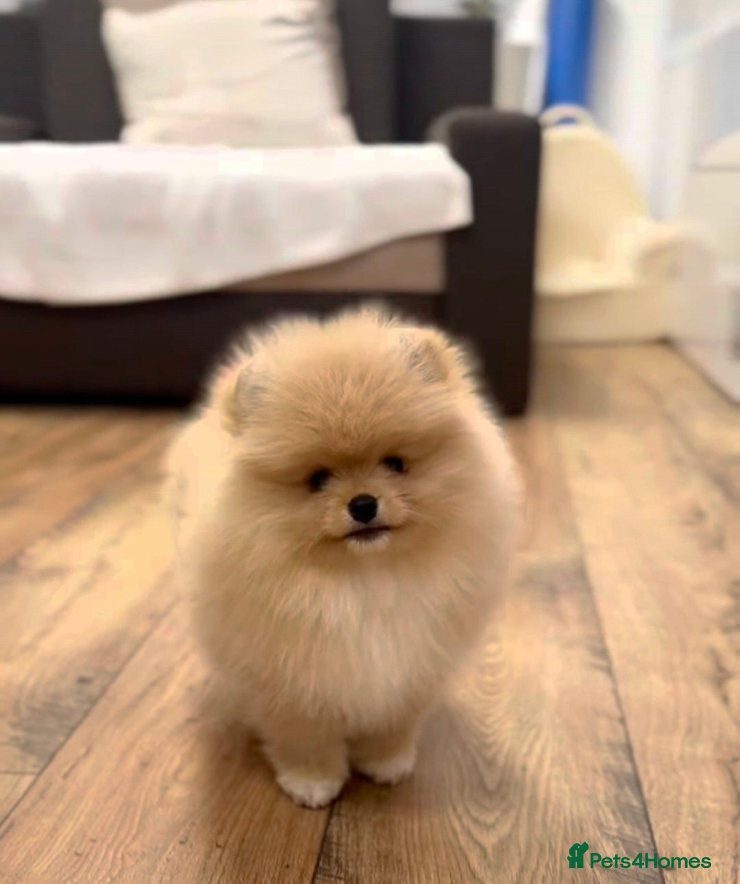 Pomeranian dogs 🌟 Your new best friend is waiting for you! 🌟 - Advert 1