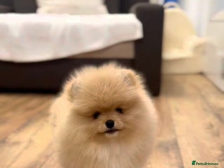 Pomeranian dogs 🌟 Your new best friend is waiting for you! 🌟 - Advert 1