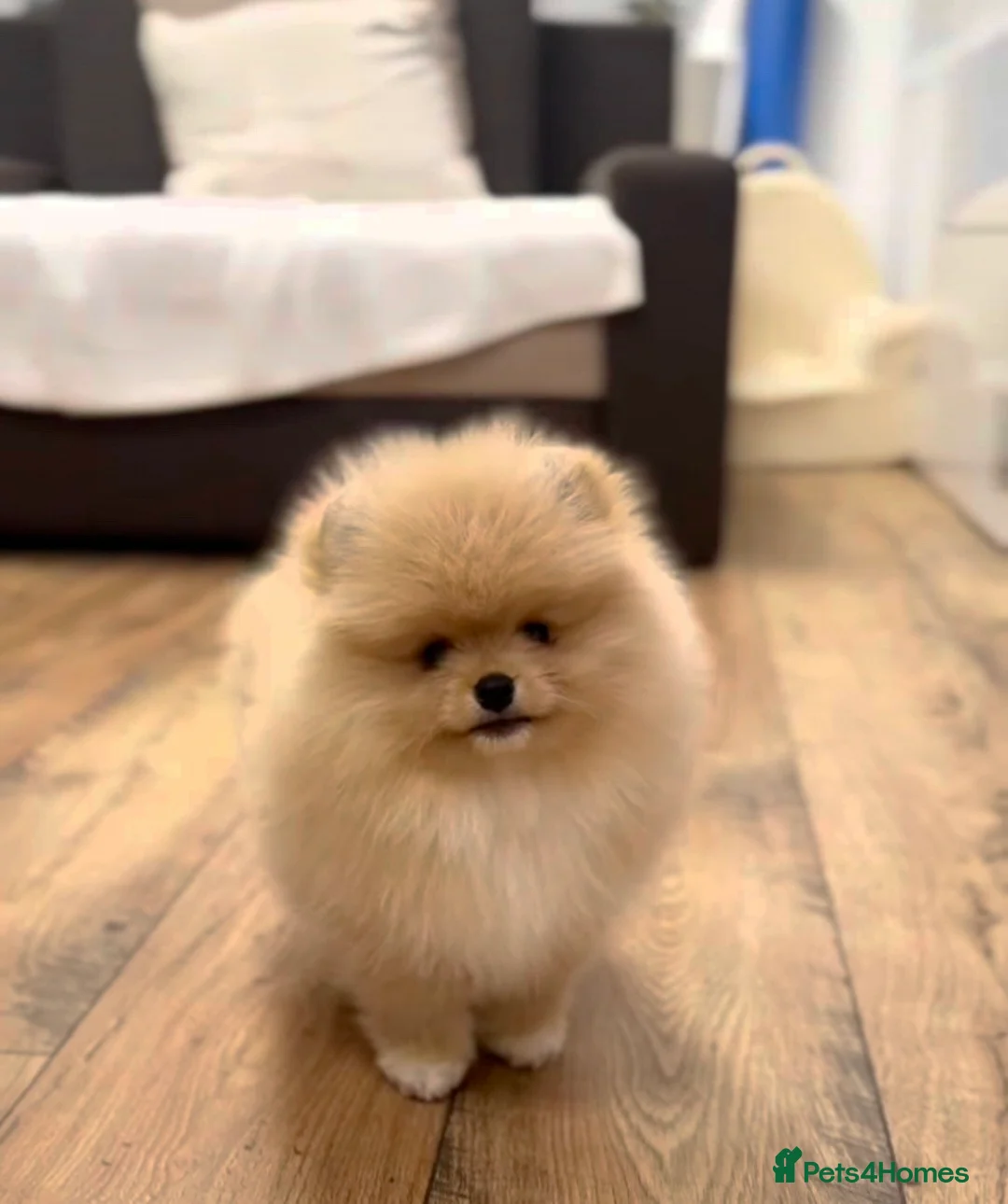 Pomeranian dogs for sale: 🌟 Your new best friend is waiting for you! 🌟 - Advert 1