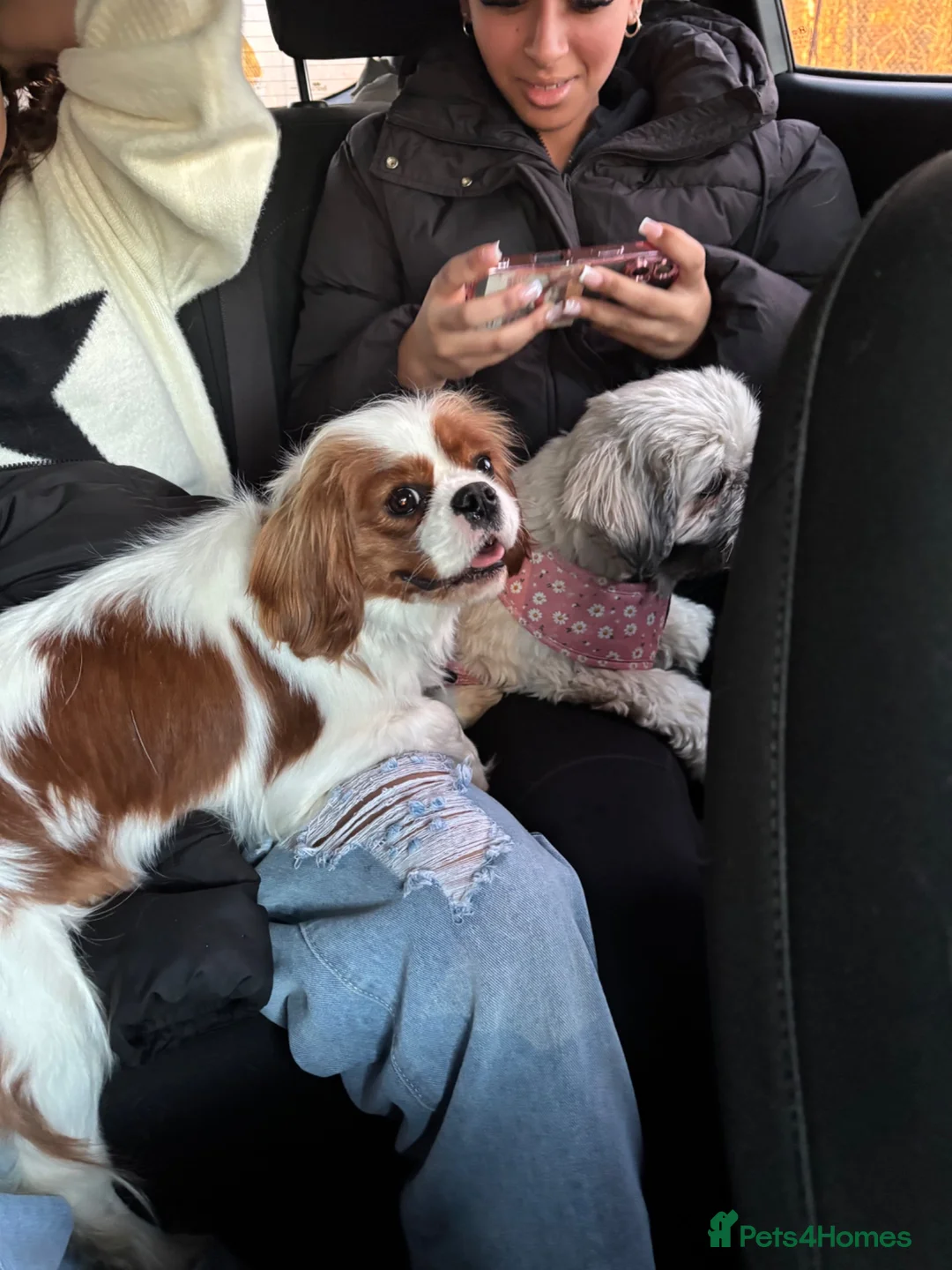 Cavalier King Charles Spaniel dogs for sale: Spayed female available  in Banbury - Advert 3