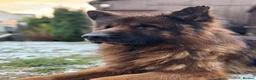 German Shepherd dogs for sale: Zues  - Advert 3