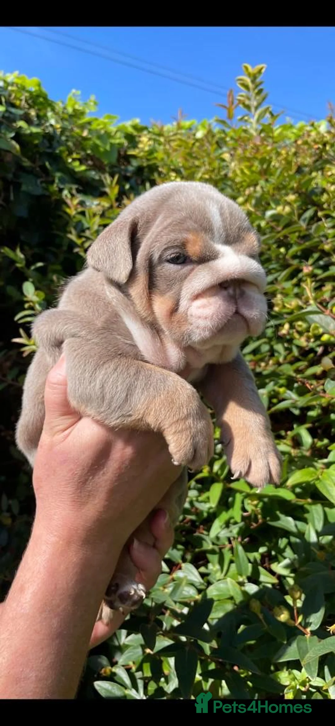 English Bulldog dogs for stud: 🚨 REDUCED!! EPIC BULLYZ VENOM - BENCHPRESS SON 🚨 in Basildon - Advert 6