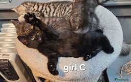 Maine Coon cats for sale: Maine coon cross kittens  - Advert 17