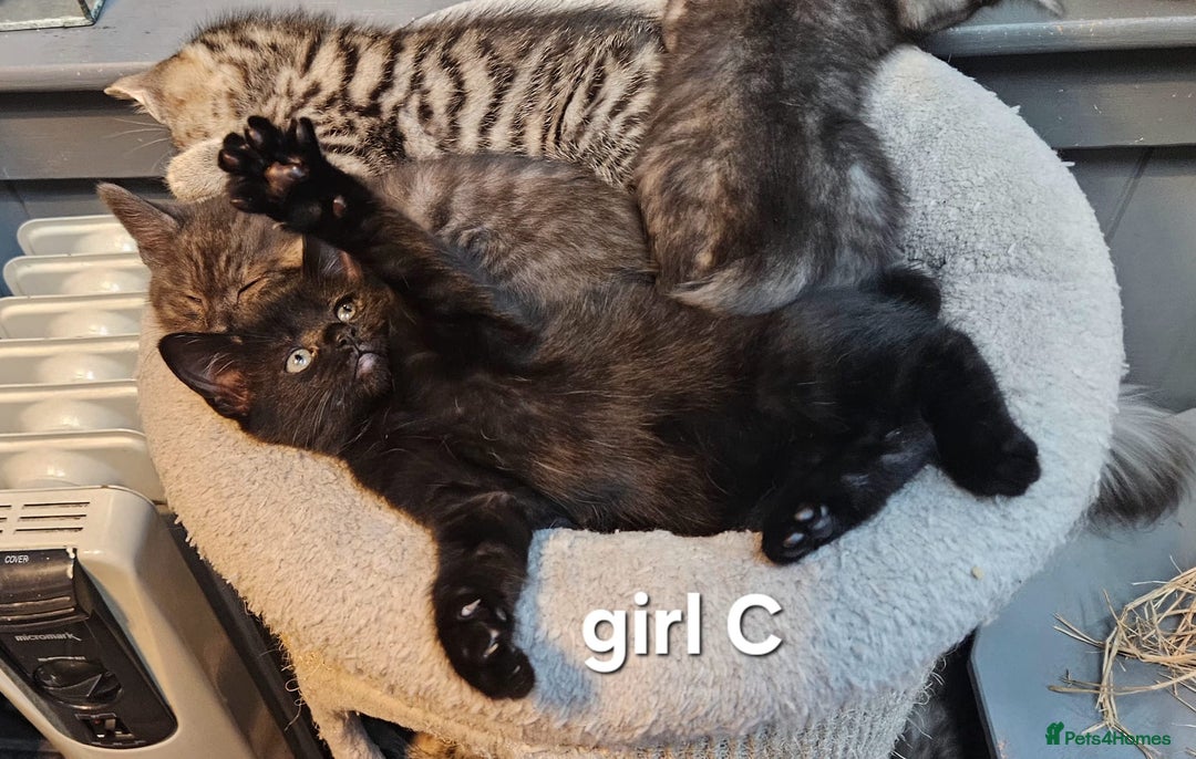 Maine Coon cats for sale: Maine coon cross kittens  - Advert 17