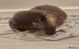 Mini Lop rabbits for sale: 3 Beautiful purebred minilops 2 girls 1 boy - Image 8