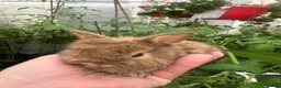 Mixed Breed rabbits for sale: Dwarf baby bunnies  - Advert 2