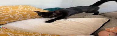Mixed Breed 2
