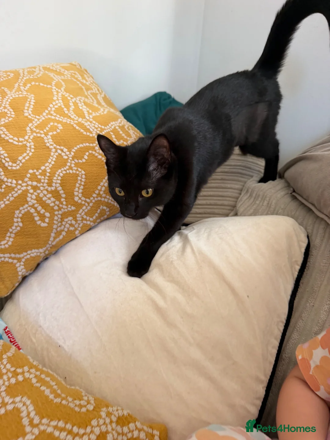 Mixed Breed cats for sale: Brother sister need to go together  in Faversham - Advert 2