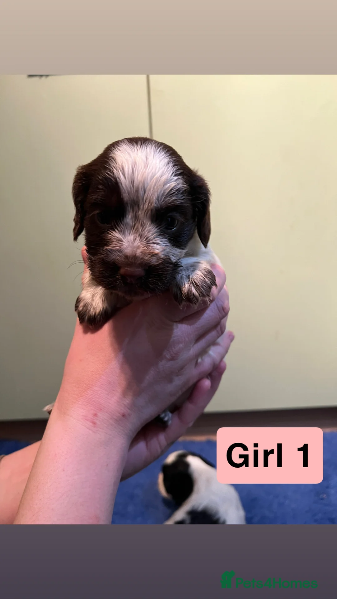 Cocker Spaniel dogs for sale: Kc Reg,health clear, working type cocker spaniel - Advert 12