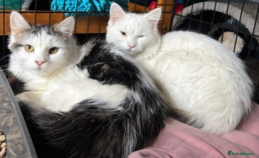 Mixed Breed cats Sisters 8 mnts spayed very playful but nervous - Advert 5