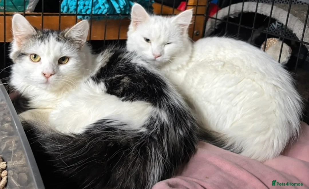 Mixed Breed cats for adoption: Sisters 8 mnts spayed very playful but nervous - Advert 1