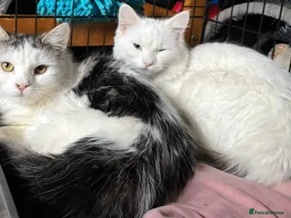 Mixed Breed cats Sisters 8 mnts spayed very playful but nervous - Advert 5
