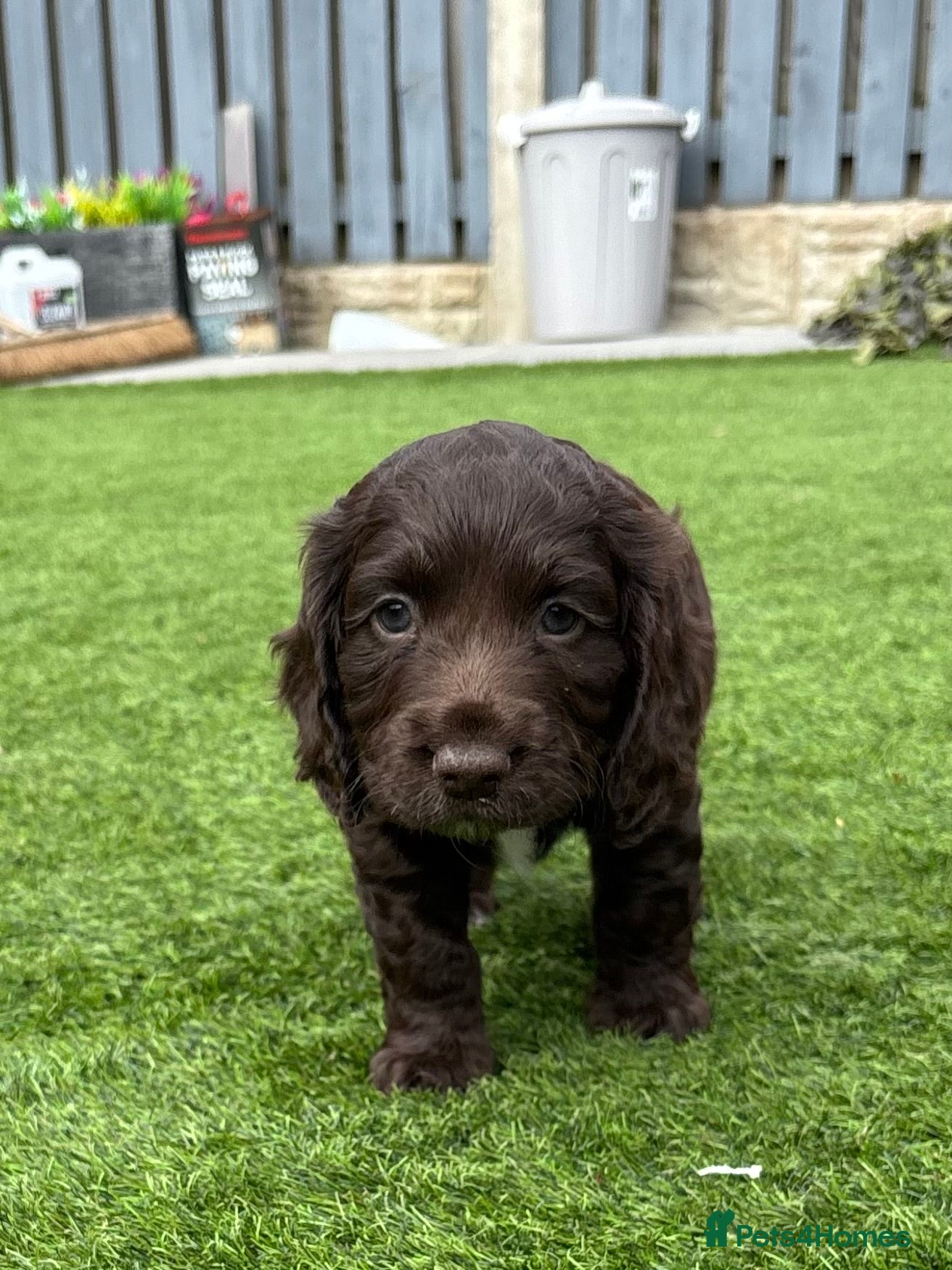Cocker Spaniel dogs  1 Female Left! Working Cocker Spaniel KC Parents  - Advert 1