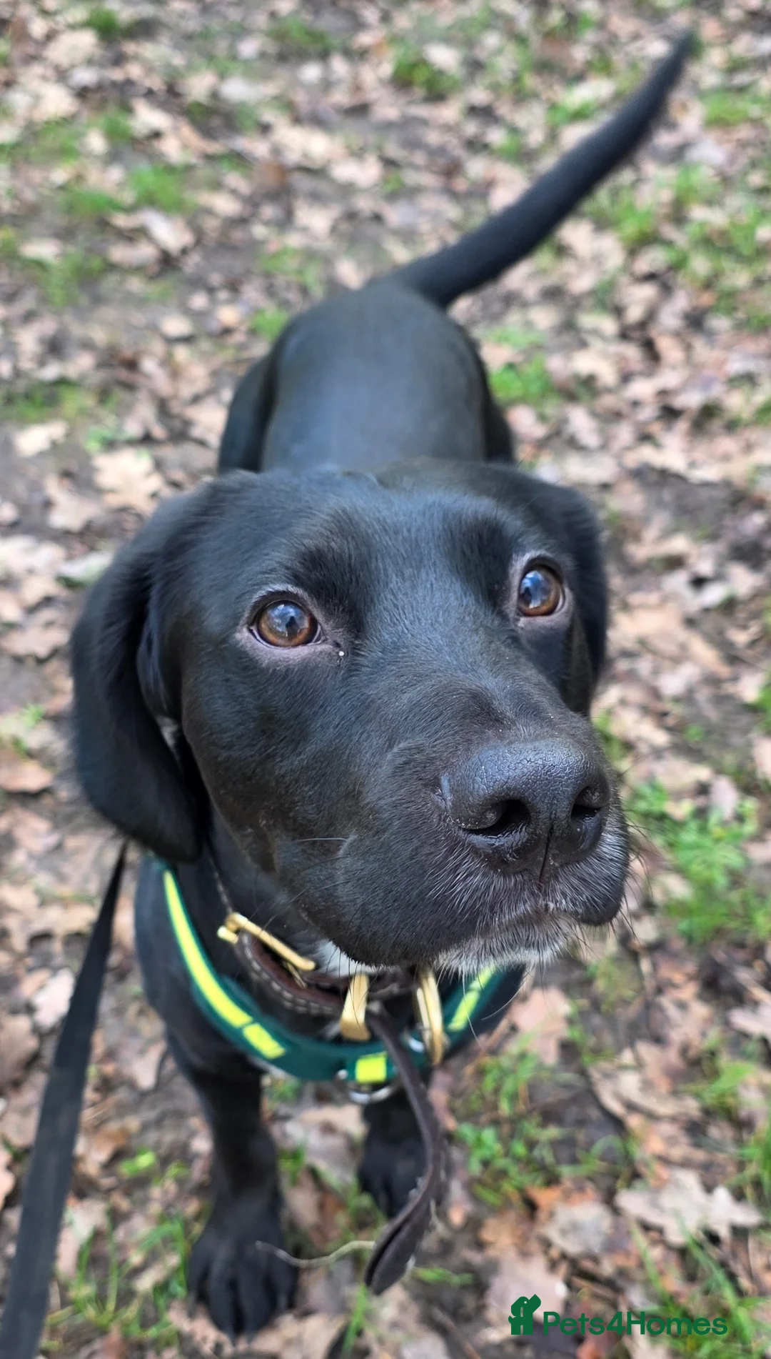 Cockerdor dogs for sale: Male cockerdor - Advert 2