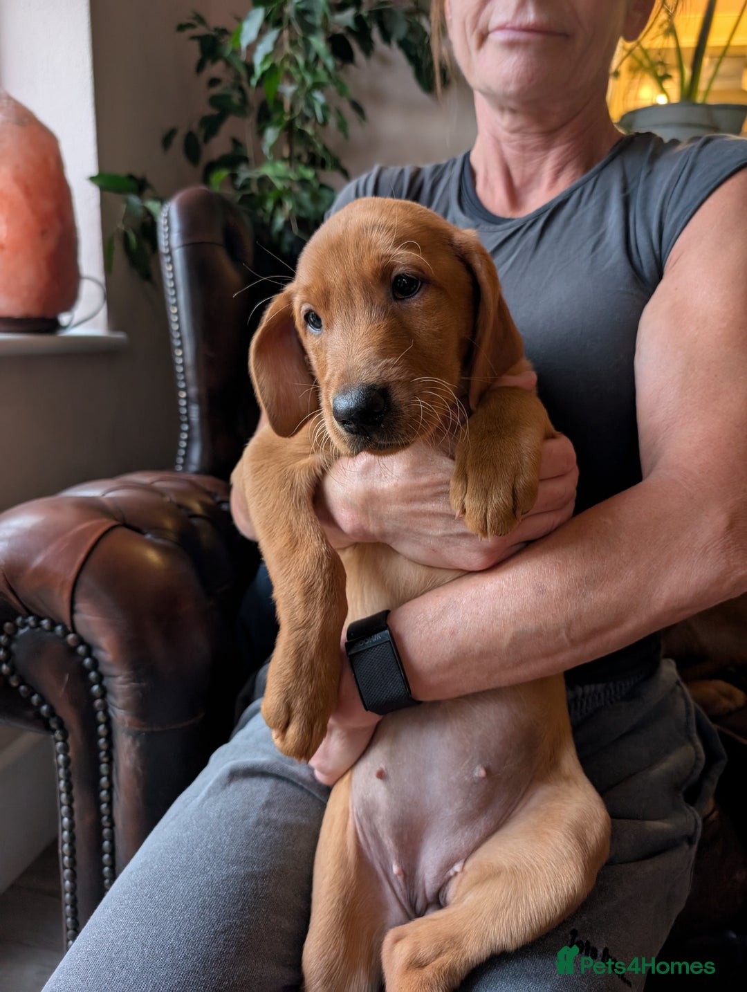 Labrador Retriever dogs for sale: Red Fox Labradors  in Wigston - Image 7