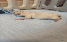 Labrador Retriever dogs for sale:  Labrador puppies - Image 6
