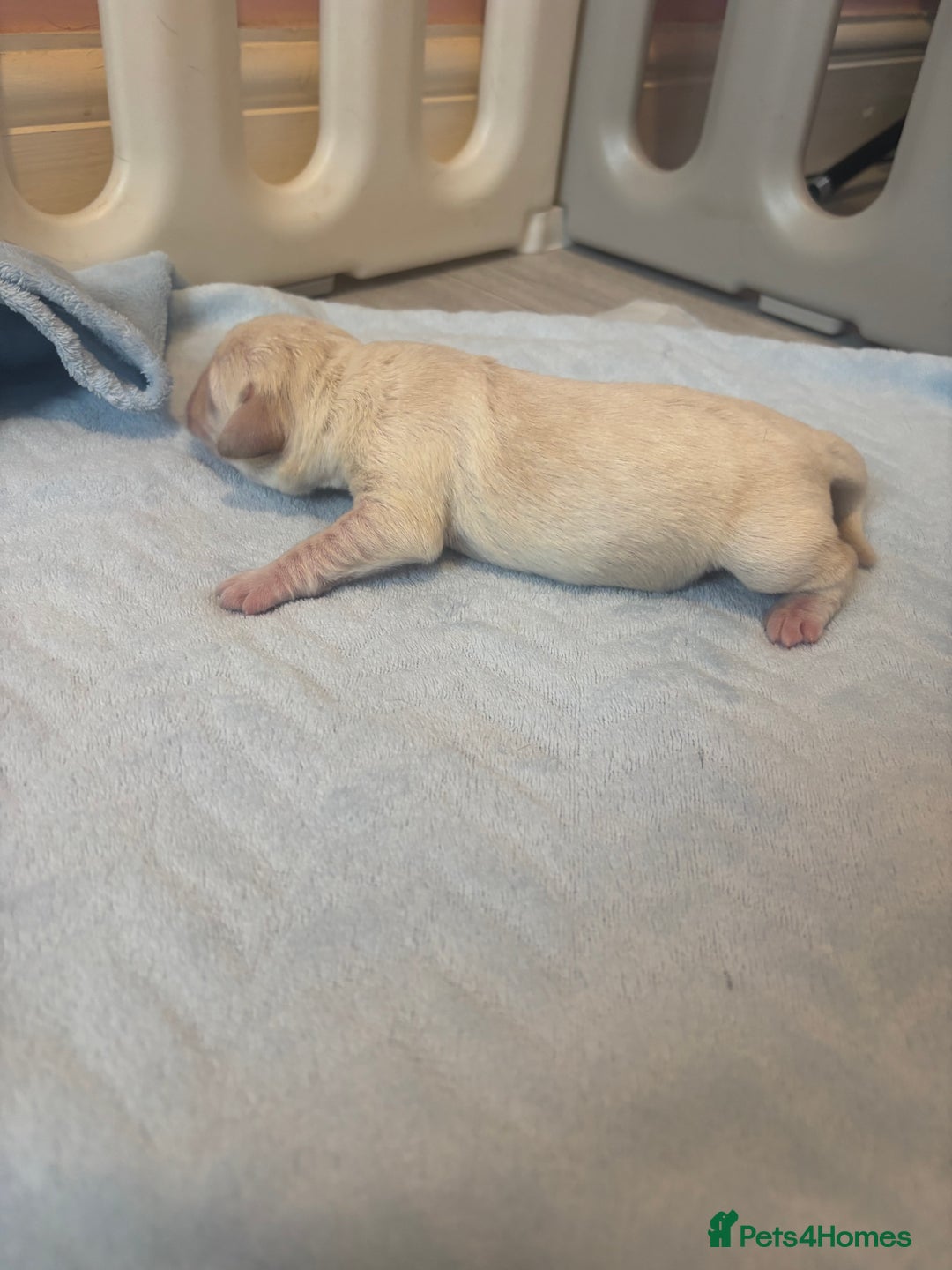 Labrador Retriever dogs for sale:  Labrador puppies - Image 6