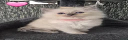 Ragdoll cats for sale: DNA tested Ragdoll kittens  - Advert 5