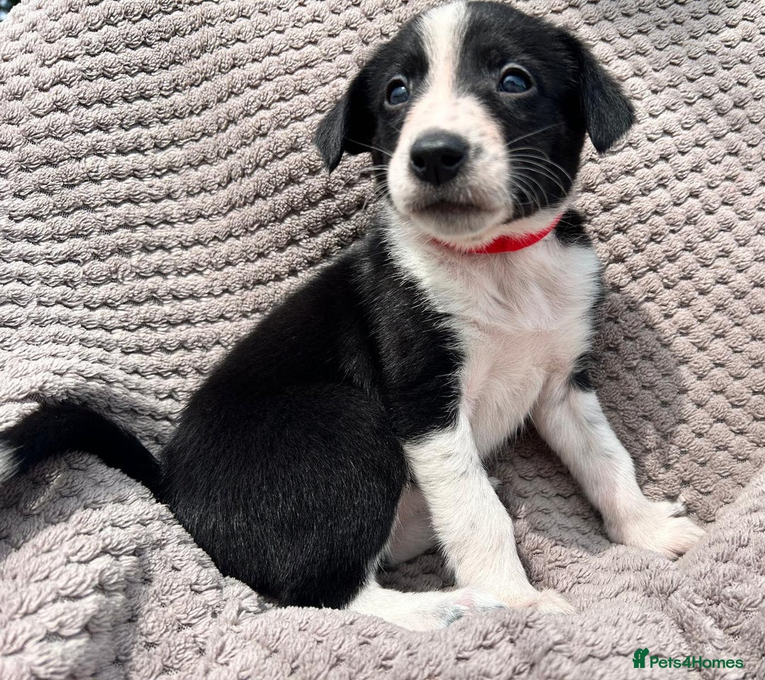 Border Collie dogs for sale: Border Collie Puppies for sale - Image 8