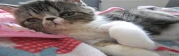 Exotic cats for sale: Super sweet Exotic female kitten READY NOW - Advert 10