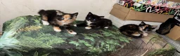 Mixed Breed cats for sale: Velvet kisses  - Advert 6