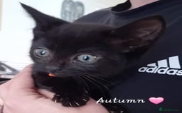 Mixed Breed cats for sale: 🐾 Adorable Kittens for sale! 🐾  - Image 8