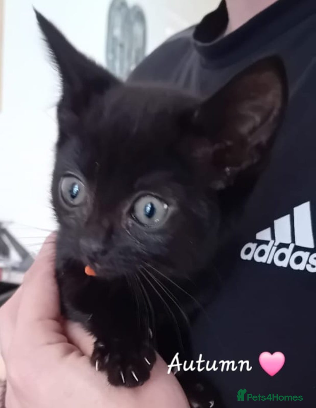 Mixed Breed cats for sale: 🐾 Adorable Kittens for sale! 🐾  - Image 8