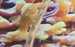 Tetras fish for sale: Diff fish for sale - Image 12