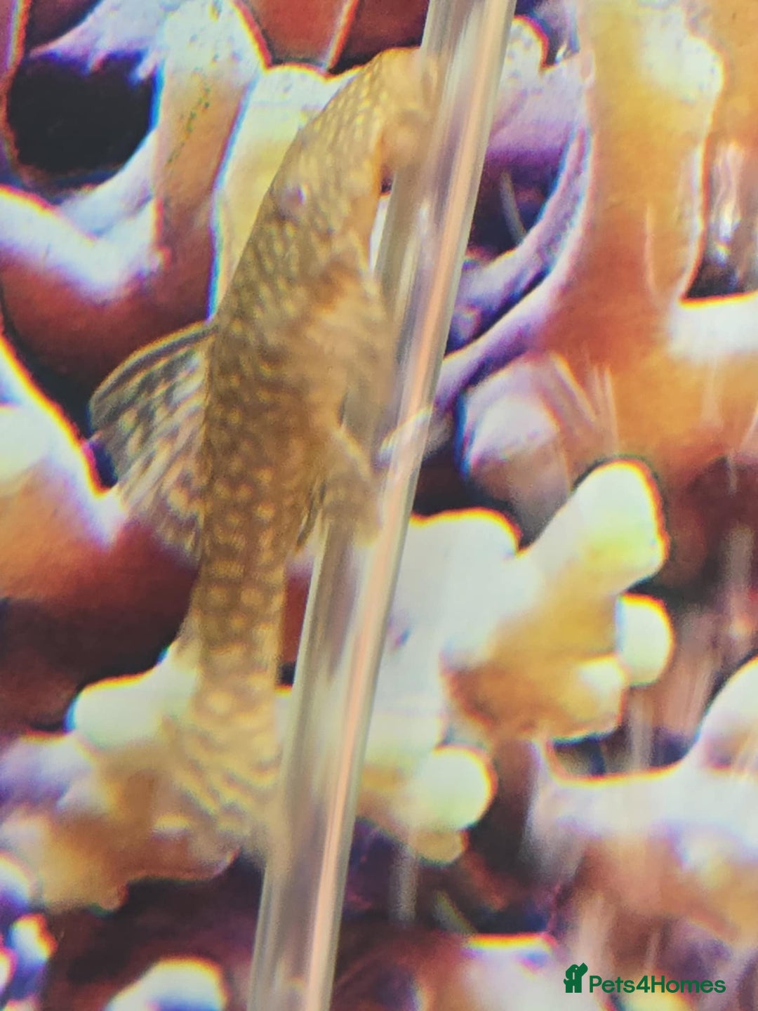 Tetras fish for sale: Diff fish for sale - Image 12