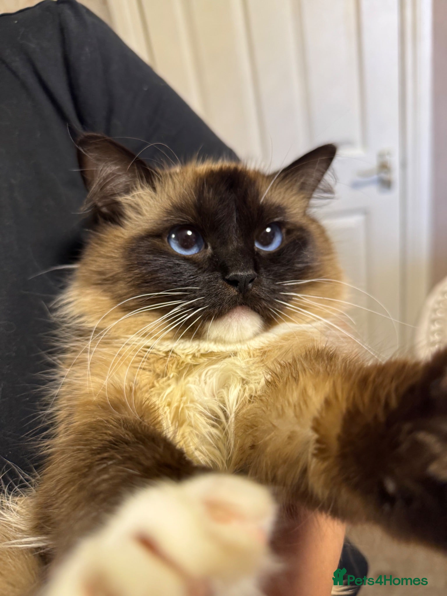Ragdoll cats Sweet 1-Year-Old Female Ragdoll Cat – Kimmy - Advert 2