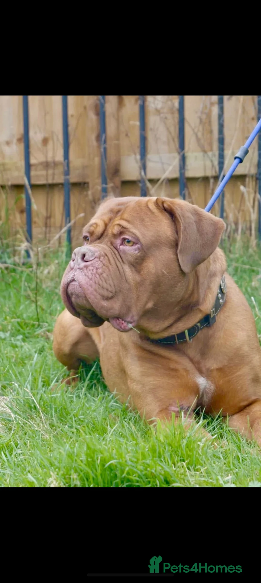 Dogue De Bordeaux dogs for sale: 9 Stunning bundles of joy - Advert 17