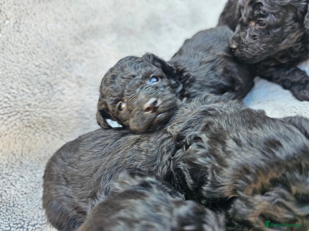 Miniature Poodle dogs for sale: 🐾 Hypoallergenic Mini Poodle Puppies 🐾 - Image 11