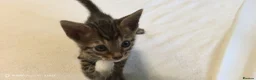 Bengal cats for sale: Little Bengal babies  - Advert 8