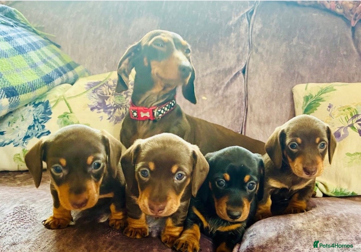 Miniature Dachshund dogs Stunning Miniature Dachshund  - Advert 1