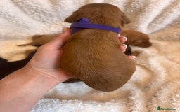 Irish Doodle dogs for sale: 🐾 F1 Beautiful Miniature Irish Doodle Puppies 🐾  - Image 23