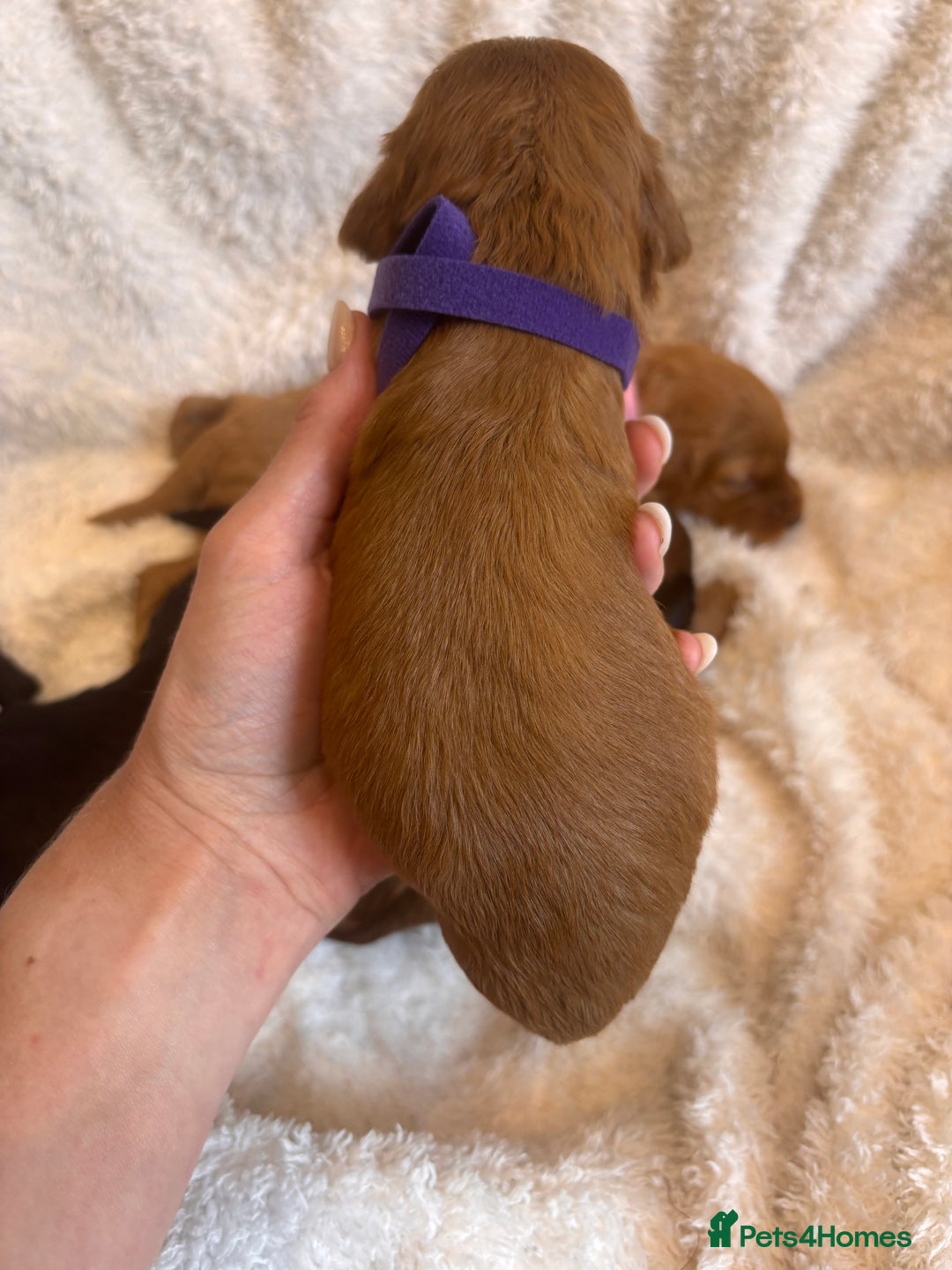 Irish Doodle dogs for sale: 🐾 F1 Beautiful Miniature Irish Doodle Puppies 🐾  - Image 23