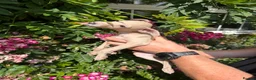 Italian Greyhound dogs for sale: 🐾Stunning cream kc registered Italian greyhound🐾 - Advert 24