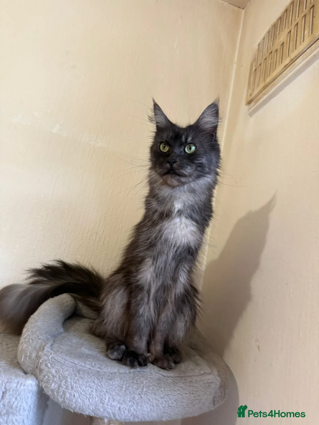 Maine Coon cats for sale: 2 Russian line GCCF/TICA pedigree Maine Coons  - Advert 40